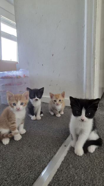 Kittens looking for loving homes