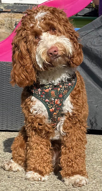 F1 mini cockapoo 7 month old deep fox red and white boy