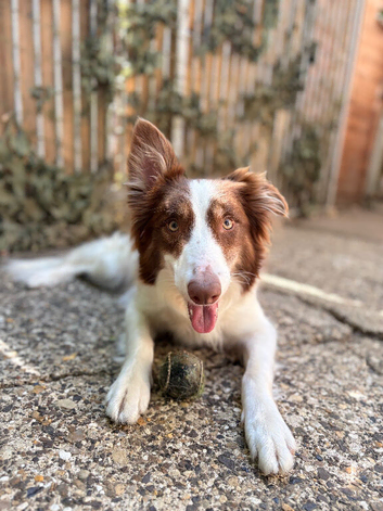 Collie X Whippet