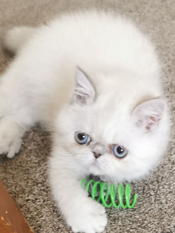 Exotic female kitten