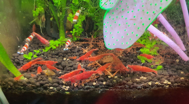 Cherry Shrimp