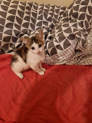 Adorable kitten for sale