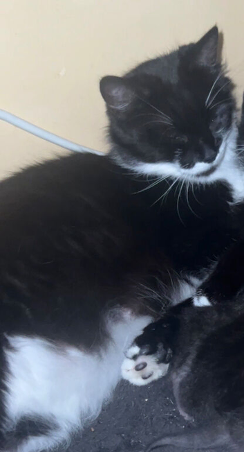 Kittens nearly ready for their forever home