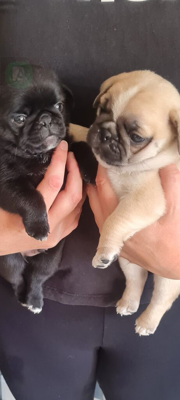 Stunning chunky pug puppies for sale!