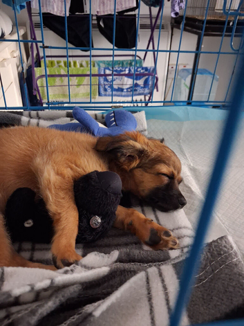 Male puppy For Sale