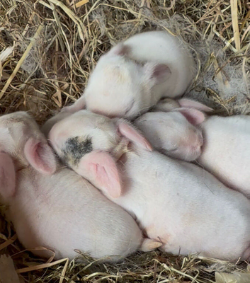 Mini lop kits