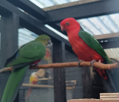 Australian king parrots