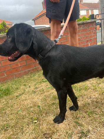 Beautiful lab x