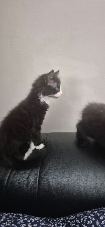 Two male kittens available