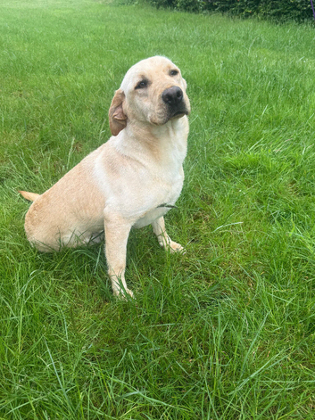 Female Labrador for sale