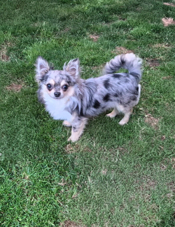PROVEN CHIHUAHUA STUD