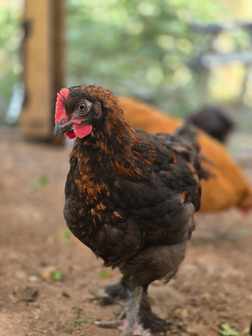Black Copper Maran cockerel