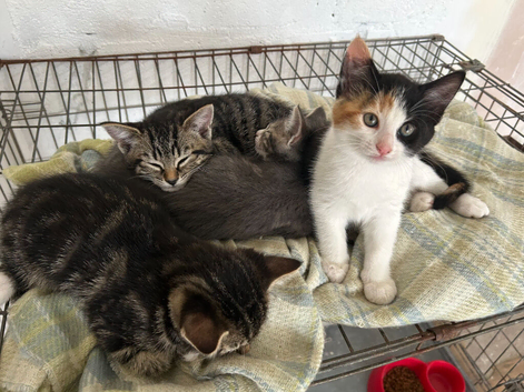 Friendly cute kittens for sale