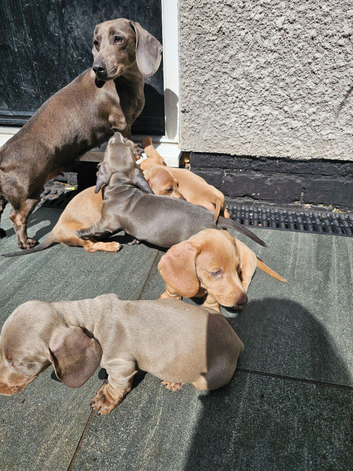 KC registered miniature Dachshund- Ready to leave now!