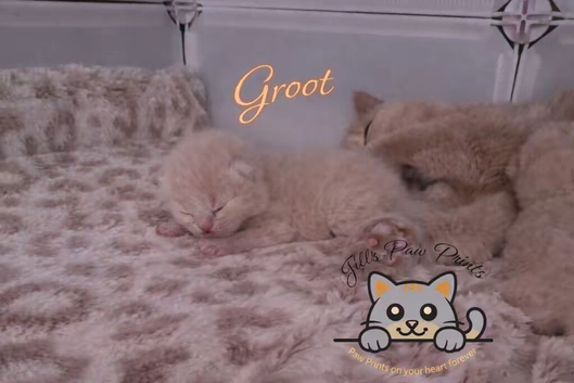 Pedigree British Shorthairs 1 cream boy left!
