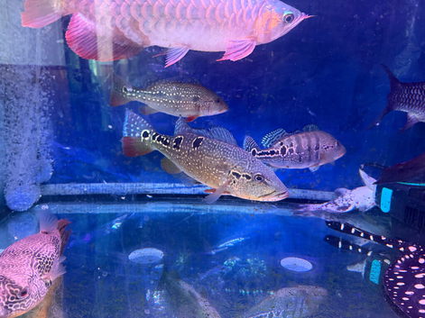 Indonesian Super Red Arowana for Sale