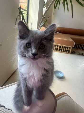 Beautiful 3/4 Ragdoll Cross Kittens Ready Now