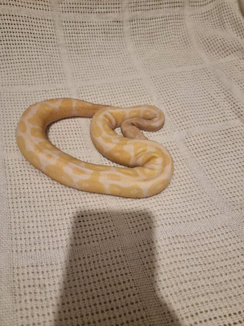 Various Ball Python's
