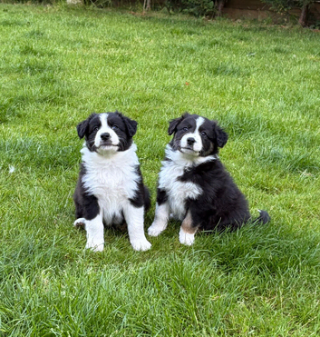 Border Aussie puppies