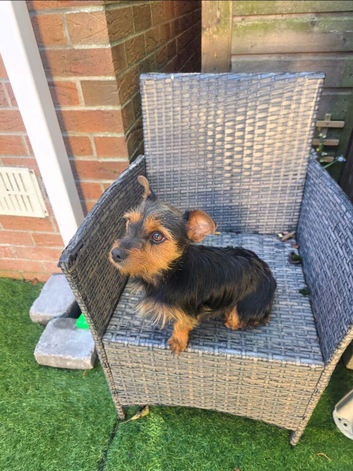 Miniature Yorkie Chihuahua mix