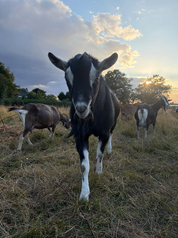 Stud alpine goat for rent or swap
