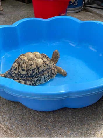 Leopard Tortoise