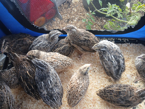 Quail hatching eggs and eating eggs