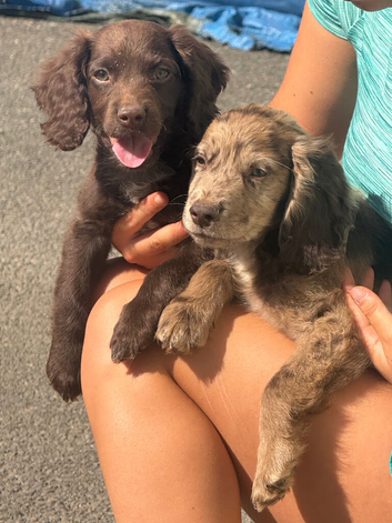 F1 Sprocker Spaniel puppies ( READY NOW )