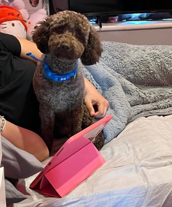 STUD - Gorgeous KC Choc Miniature poodle
