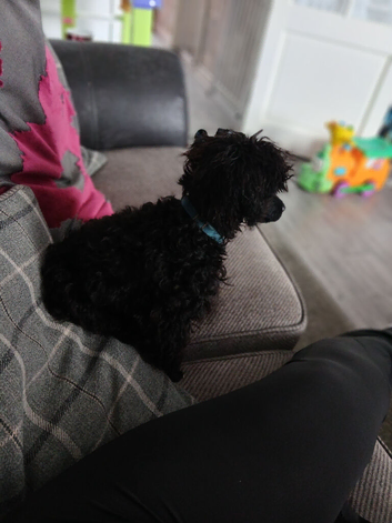 Male toy poodle