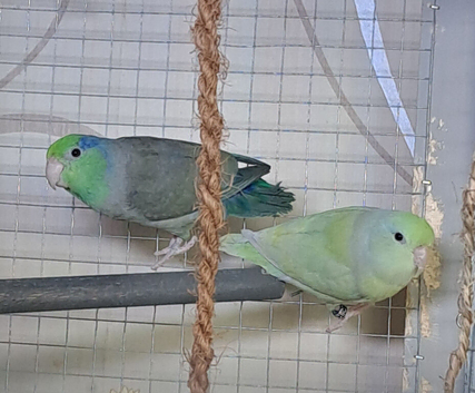 1 year old pair
