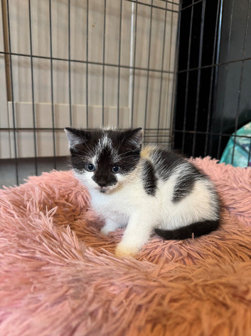 2 kittens