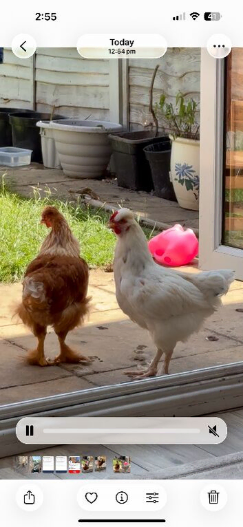 FREE Cockerel&rsquo;s