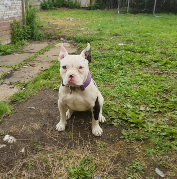 Female pocket bully abkc