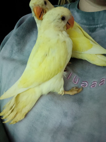 hand reared love birds