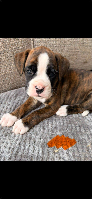 9 Beautiful Boxer Puppies
