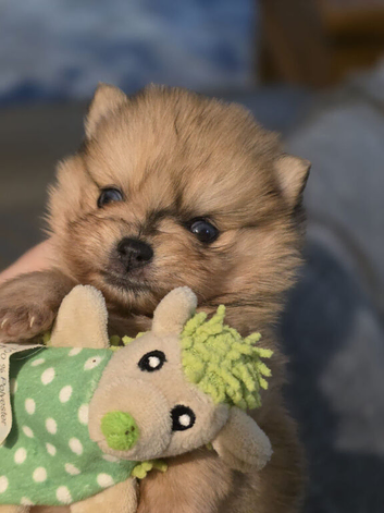 Pomeranian