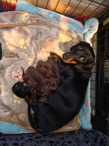 Miniature Dachshund Smooth Puppies
