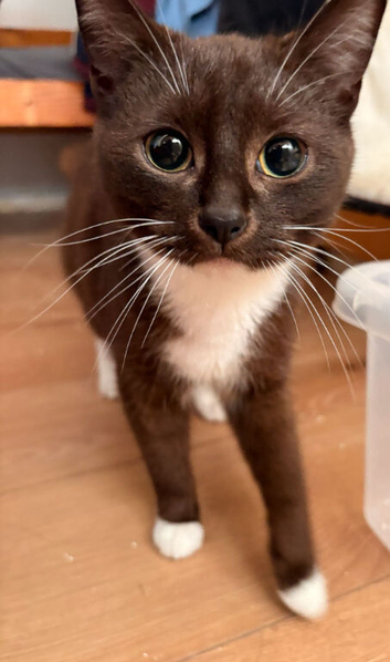 Beautiful Female Kitten