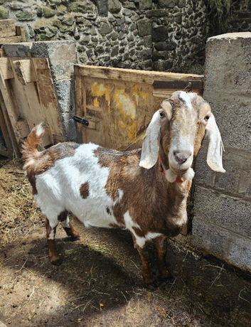 Anglo Nubian-cross nanny goat
