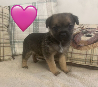 KC registered border terrier puppies