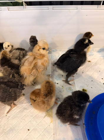 3 to 6 weeks chicks bluebelle ,pekin bantam,green eggers,silkie