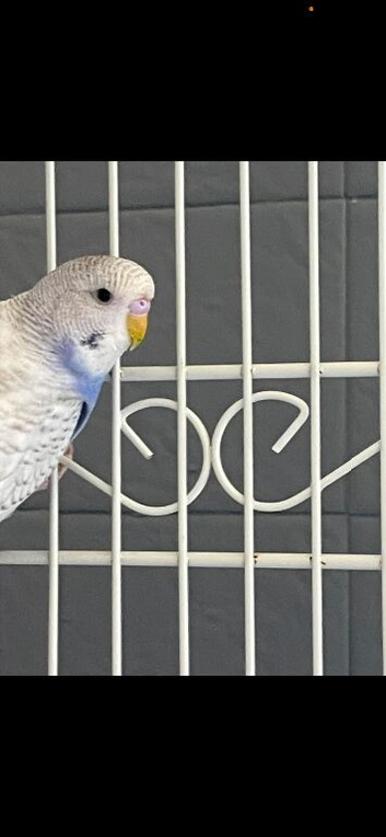 Mutated budgies