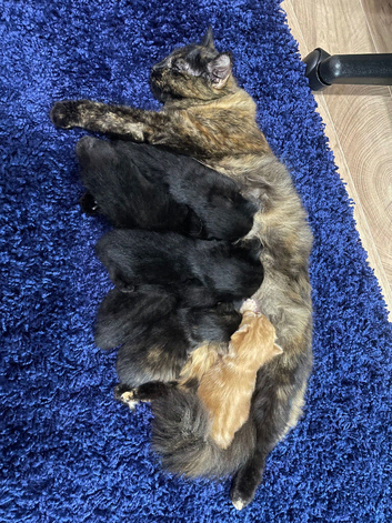For sale Kittens