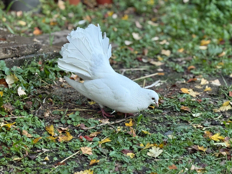 Fantails