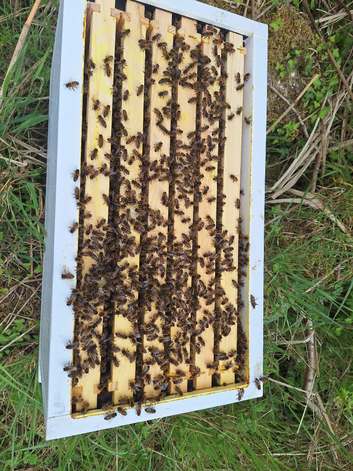 Langstroth honey bees
