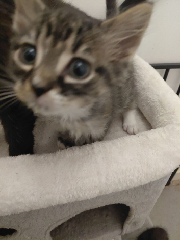 Last 3 gorgous kittens