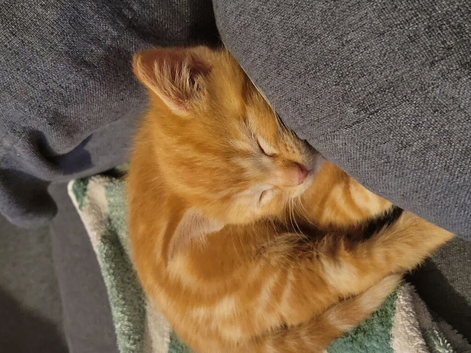 Ginger kitten looking for a new home