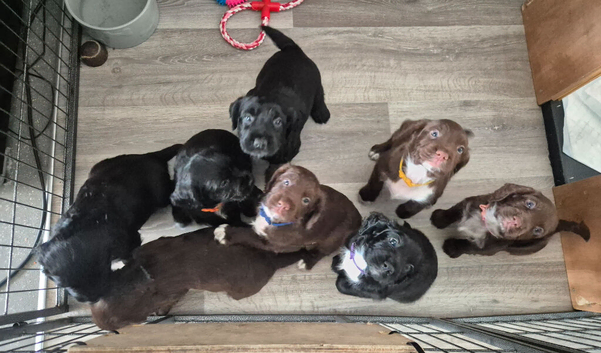Working Sprocker Spaniels