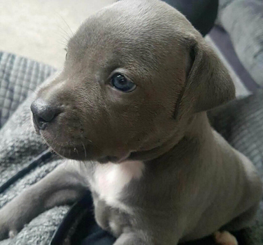 Blue Staffordshire bull terrier puppies